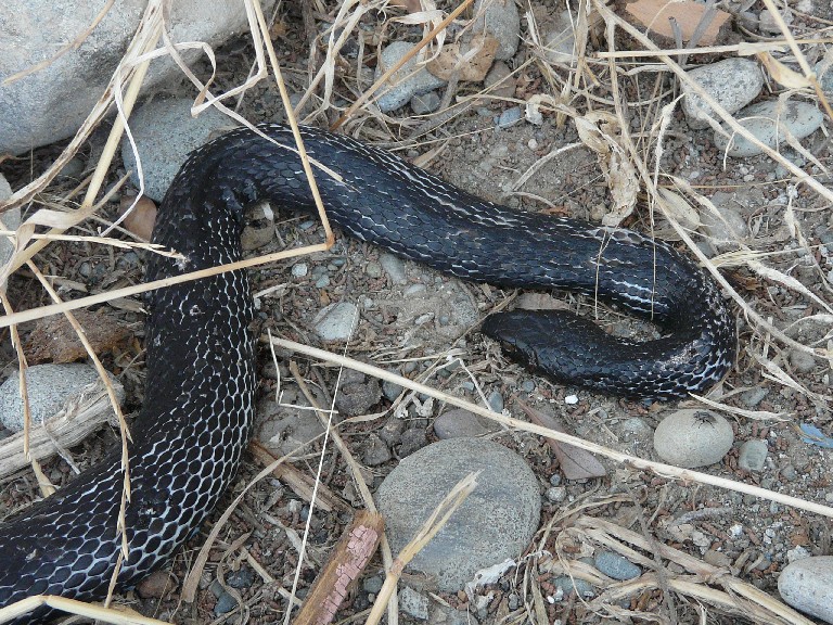 Serpente cipriota